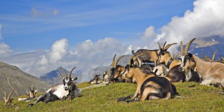 goat herdの写真素材