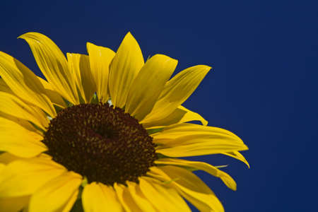 sunflower の写真素材