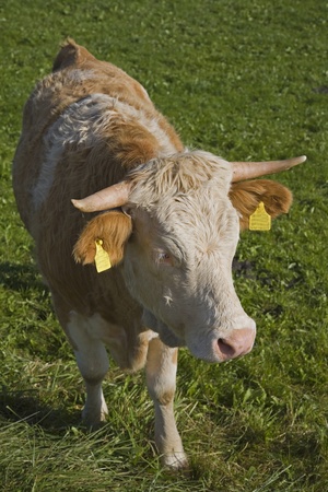 cow on meadowの写真素材