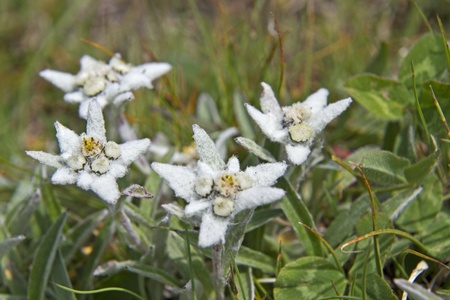 Leontopodium alpinumの写真素材