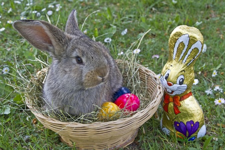 Easter Bunnyの写真素材