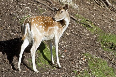 Fallow deer on the way to lush meadowの写真素材
