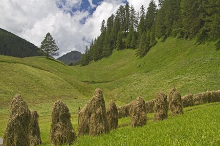 hay harvest in South Tyrolの写真素材