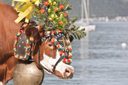 output of the cowsの写真素材