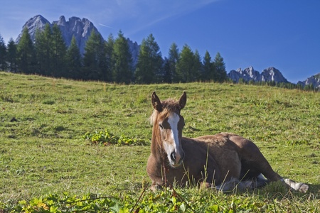 Horses in the summer on the summit of the Sella di Razzoの写真素材