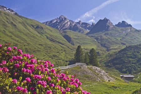 rhododendron blooms in South Tyrolの写真素材