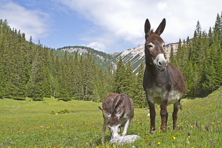Donkey in an alpine meadow in the Dolomitesの写真素材