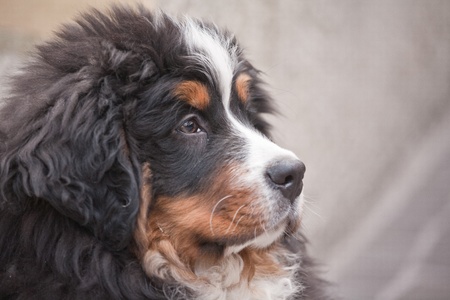 Portrait of a Bernese mountain dog puppiesの写真素材
