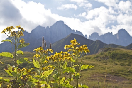 Yellow blooms in the Dolomitesの写真素材