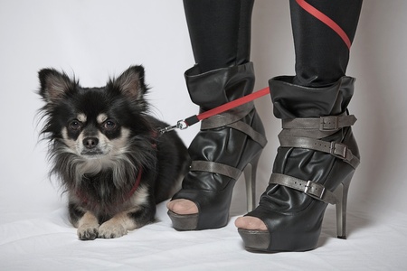 Dog with the red line wraps around the legs of his dog keeperの写真素材