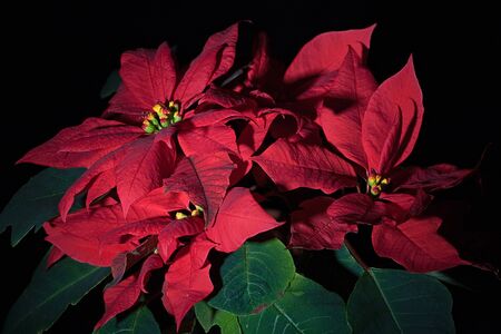 With its decorative red flowers poinsettia  is a popular gift and souvenir in the winter timeの写真素材