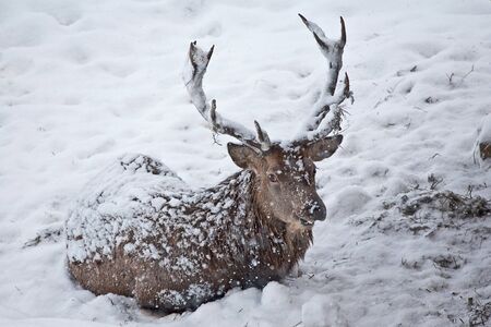 Red Deer  sitting in the snowの写真素材