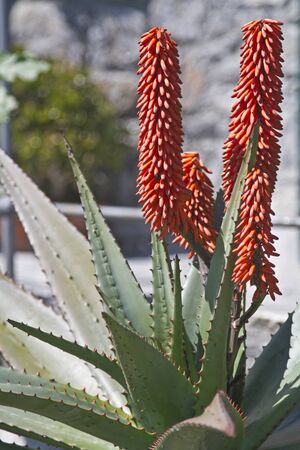 Gorgeous red flowers adorn this agave for spring timeの写真素材