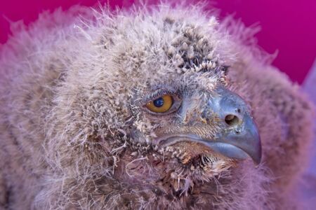 little owl baby