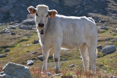 White cow on a meadow in Piedmontの写真素材