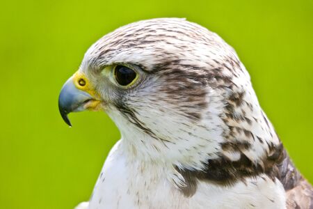 hawk portraitの写真素材