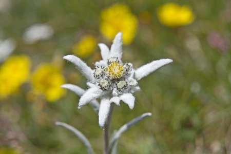 Leontopodium in an alpine meadow in Switzerlandの写真素材