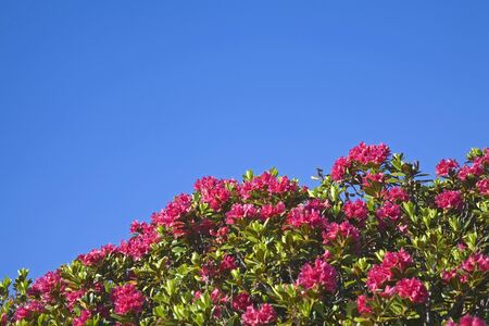 A red sea of flowers high up on the mountainの写真素材