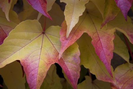 leafs of  savage wine in autumnの写真素材