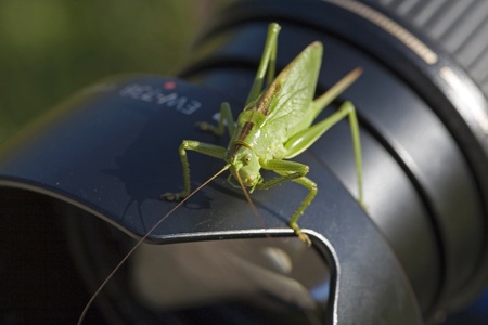 The grasshopper does not want the photographer to come in front of the lensの写真素材