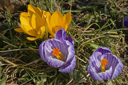 crocuses crocuses