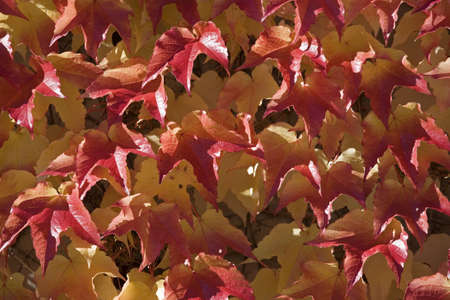 Wallpaper wild wine