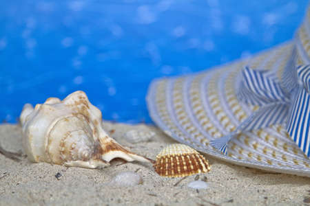 Shells with snail on a sandy beach