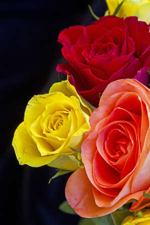  rose bouquet の写真素材