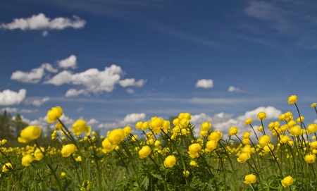 trollius europaeus on meadow