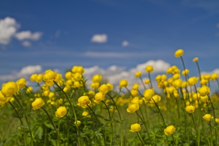 trollius europaeus on meadowの写真素材