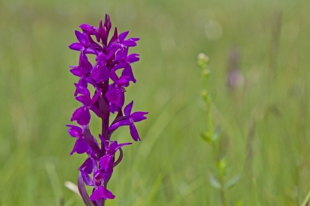 Dactylorhiza majalisの写真素材