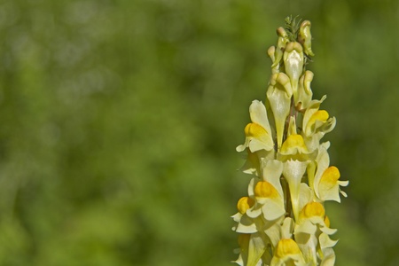 Antirrhinum