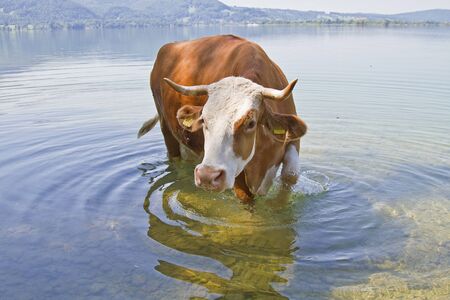 Bathing pleasures of a cowの写真素材
