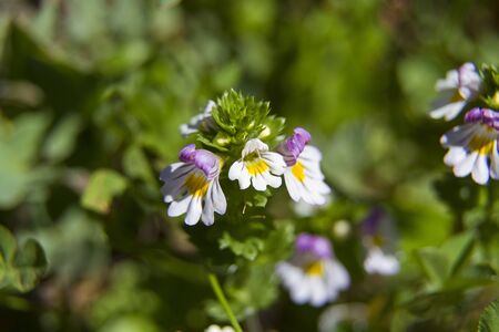 Euphrasia rostkovianaの写真素材