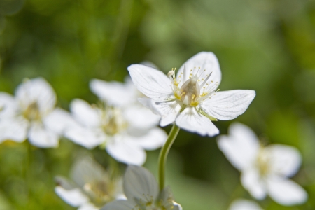 Parnassia palustrisの写真素材