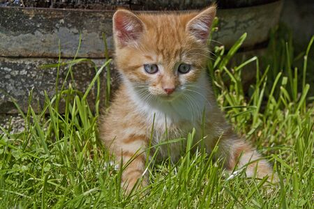 kitten on meadowの写真素材