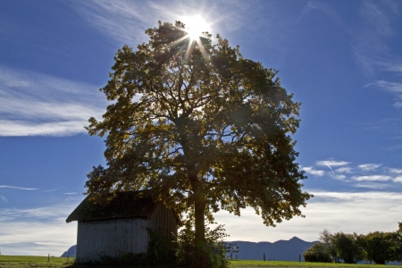 Oak and barn in the back lightの写真素材