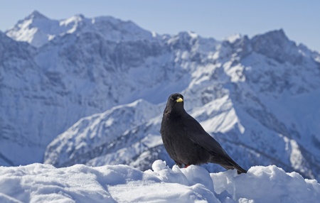 jackdawin winter mountains