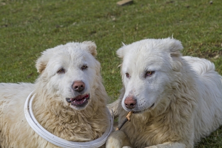 Maremma Abruzzo sheepdogsの写真素材