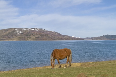 horse near Lago di Campotosto の写真素材