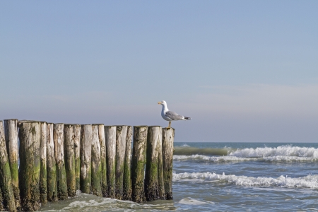 Breakwater and a seagullの写真素材