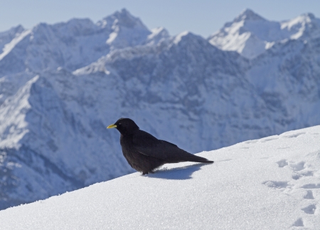 jackdaw in winter mountainsの写真素材