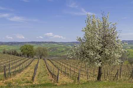 Flowering fruit tree surrounded by vineyardsの写真素材
