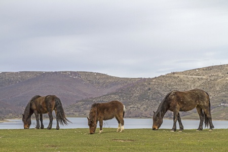 horses near Lago di Campotostoの写真素材