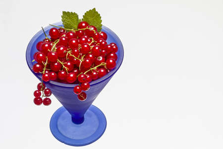 Red currents in blue dishの写真素材