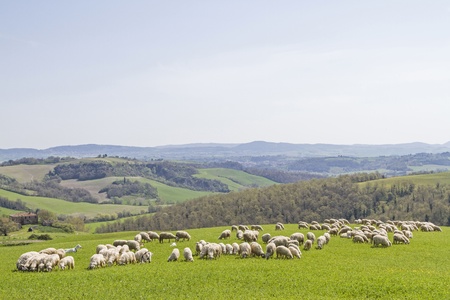 flock of sheeps in Tuscanyの写真素材