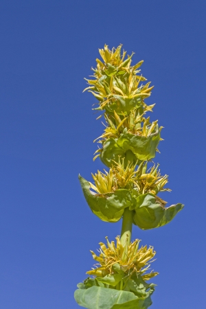 Gentian against a blue skyの写真素材