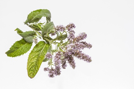 Flowering peppermint branch on a white backgroundの写真素材