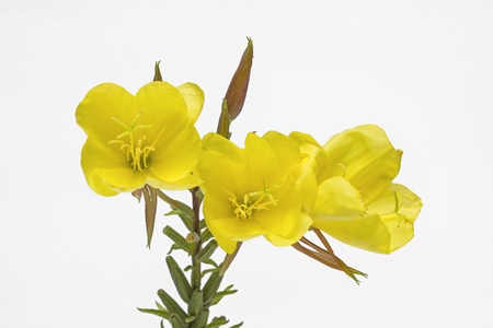 Verbascumの写真素材