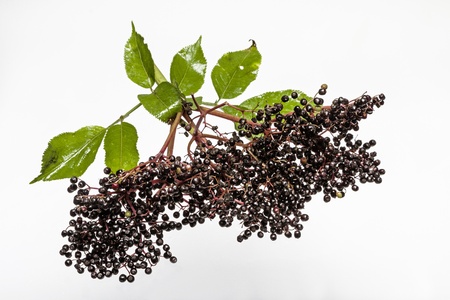 elderberriesの写真素材